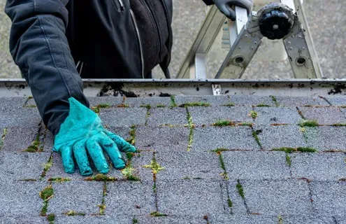 dirt and mold on shingle roof