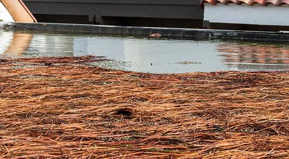 flat roof ponding water