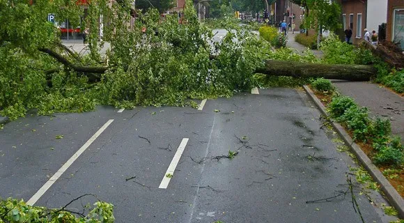 hurricane damage wind throw