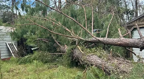 hurricane helene downed trees hazlehurst georgia