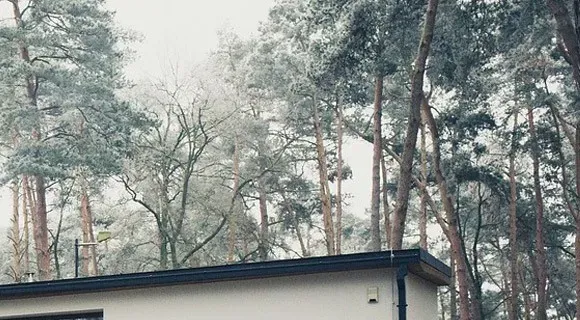 overhanging branches