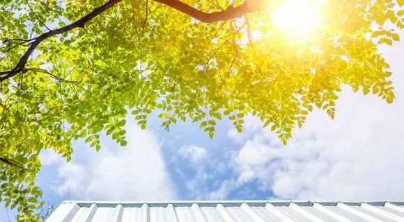 overhanging tree branch