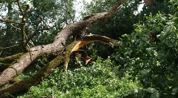 tornado damage tree