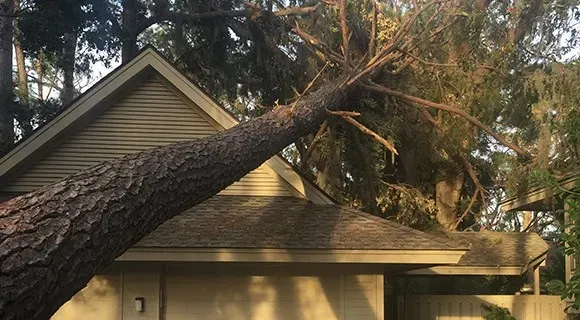 tree damage residential roof