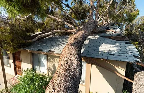 tree fell on roof