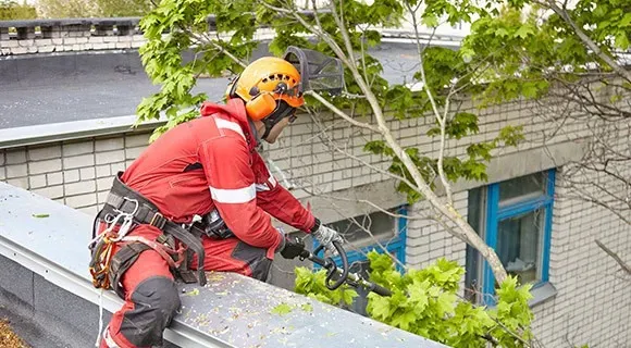 tree pruning and maintenance