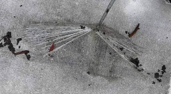 weathered roofing material